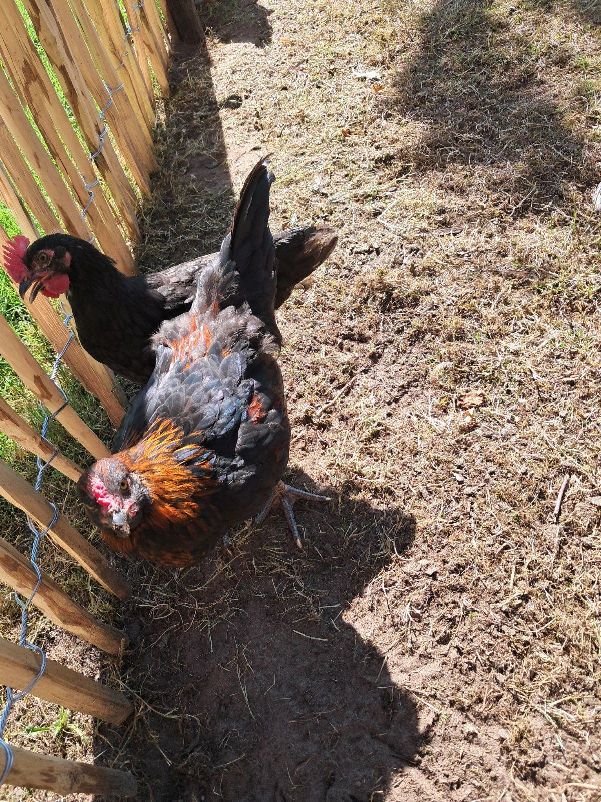 Kleurlegger hanen te koop!!, Dieren en Toebehoren, Pluimvee, Mannelijk, Kip