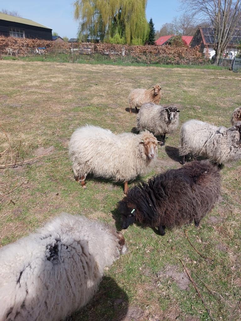 Schapen wol te koop., Dieren en Toebehoren, Schapen, Geiten en Varkens, Geslacht onbekend, Schaap