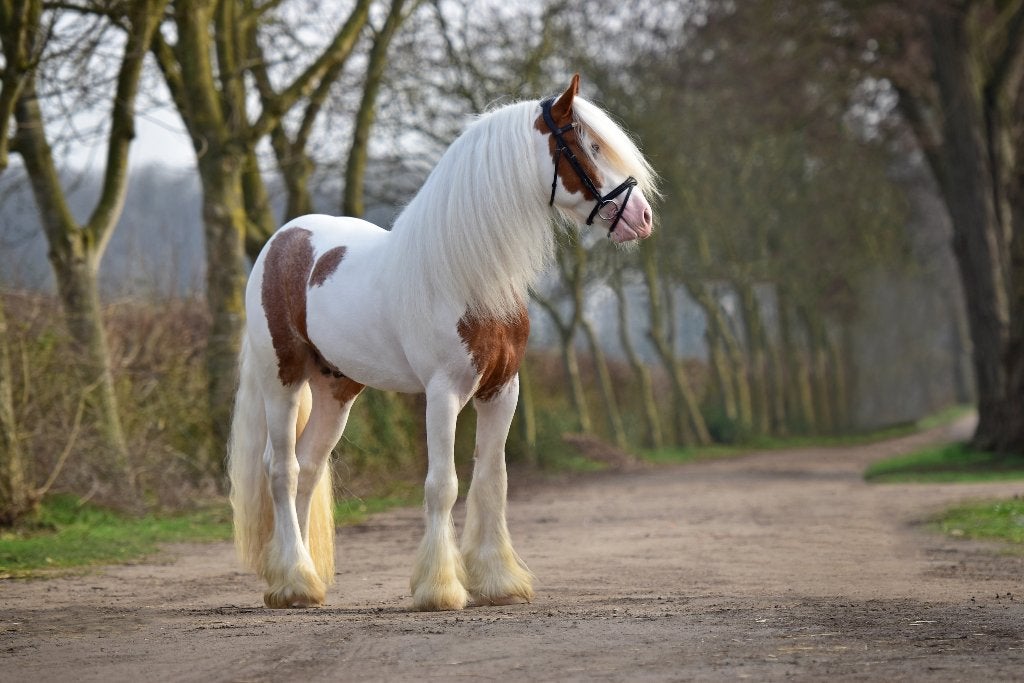 Irish Cob dek hengst Veldhoeve’s Bryant, Dieren en Toebehoren, Paarden en Pony's | Dekhengsten en Fokmerries, Hengst