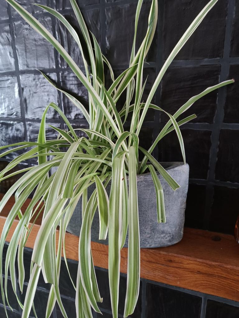 Graslelie (Chlorophytum comosum) in pot, Ophalen, In pot, Halfschaduw, Minder dan 100 cm