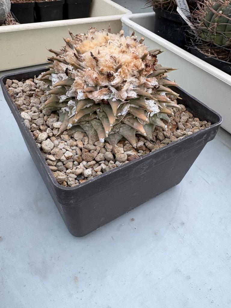 Ariocarpus Retusus, Ophalen, Cactus, Halfschaduw, Minder dan 100 cm