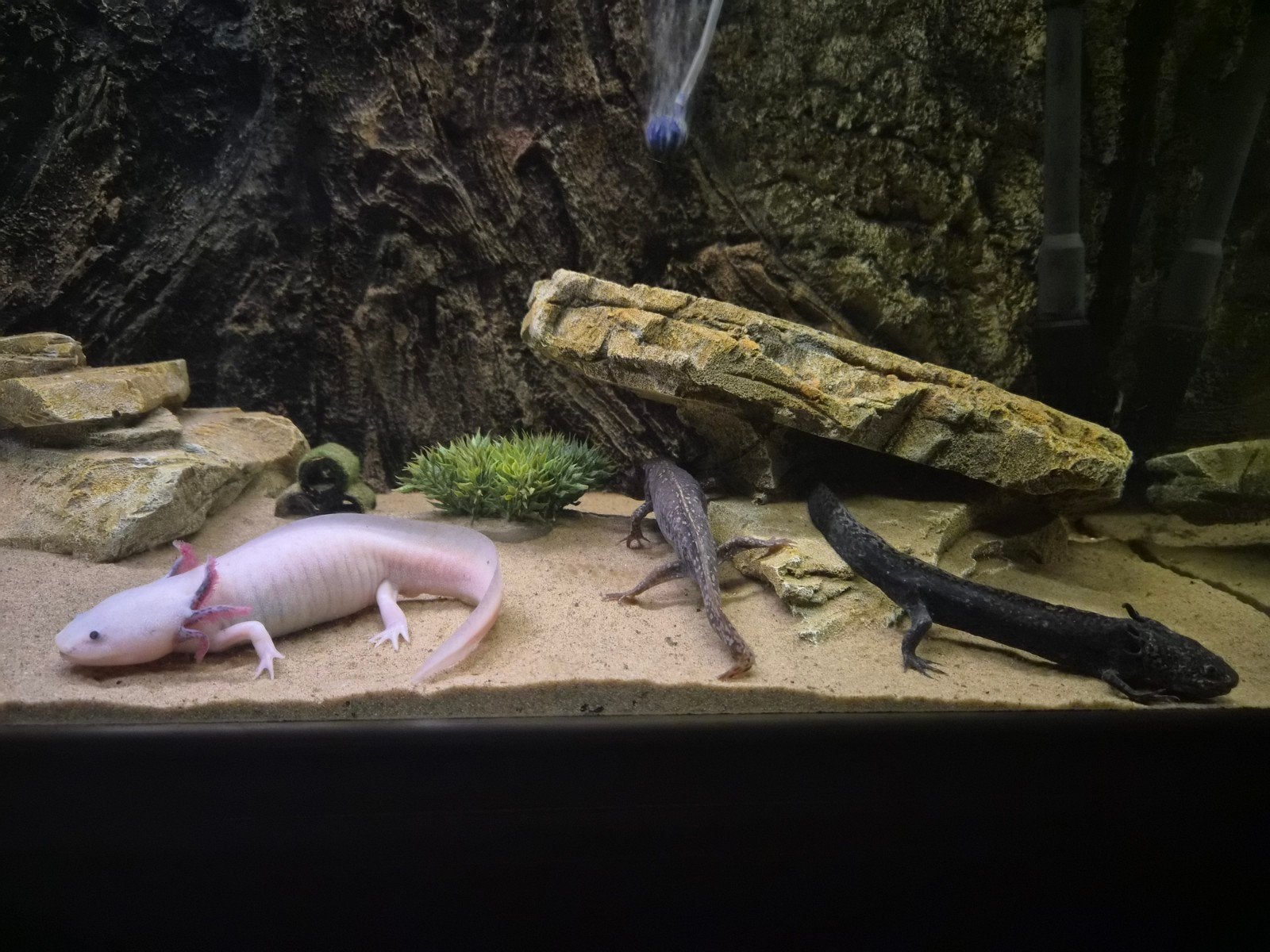 3 Axolotl mannetjes, Amfibie, 3 tot 6 jaar