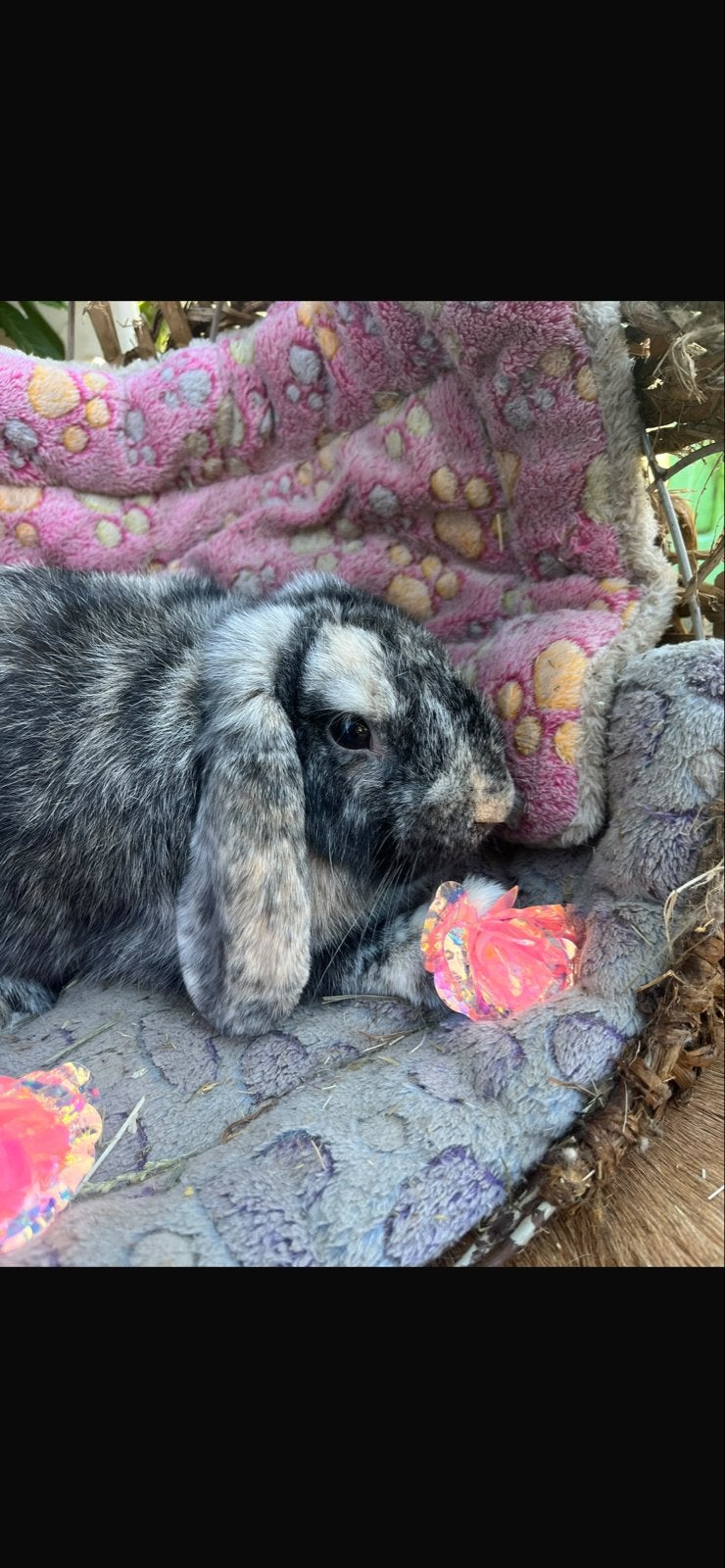 Mini lop, Dieren en Toebehoren, Vrouwelijk, 0 tot 2 jaar