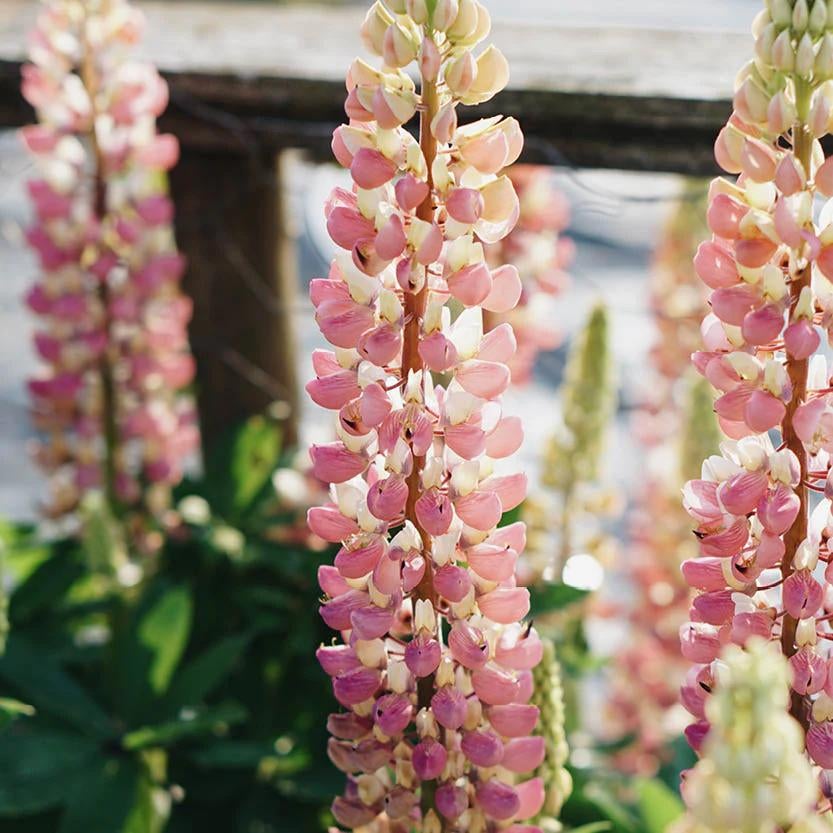 Jonge Lupine Plantjes - Kleurrijke Vaste Planten, Tuin en Terras, Planten | Tuinplanten, Volle zon, Vaste plant, Zomer, Ophalen