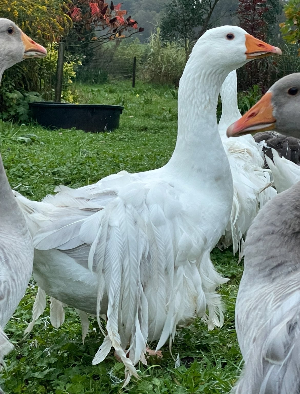 Sebastepolganzen Krulveerganzen gans ganzen, Meerdere dieren, Eend