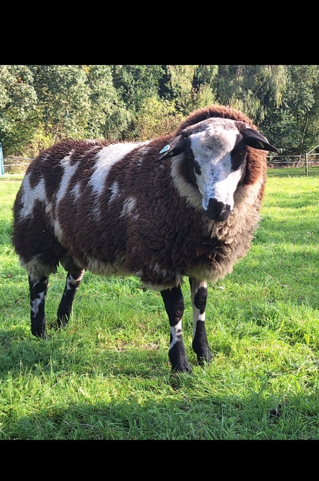 Te koop jonge dekram, Dieren en Toebehoren, Mannelijk, Schaap, 0 tot 2 jaar