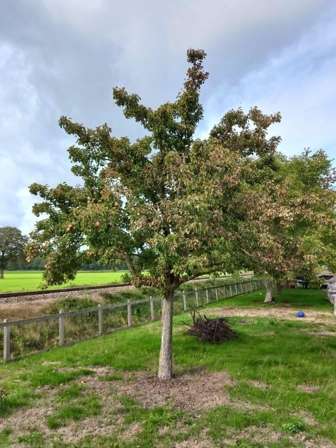Gezocht- Gratis fruitbomen!, Tuin en Terras, Planten | Bomen, Ophalen of Verzenden, Volle zon, Overige soorten