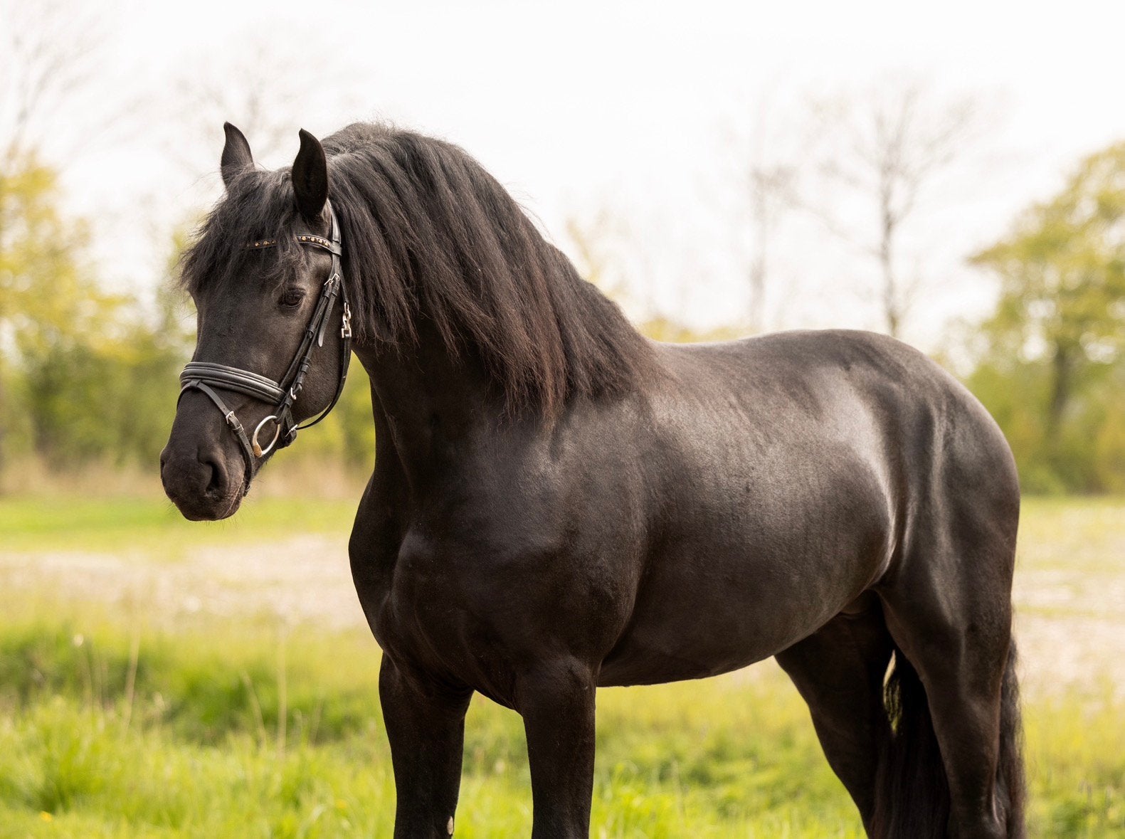 3 jarige friese ster hengst, Merrie, 160 tot 165 cm, Dressuurpaard, 3 tot 6 jaar