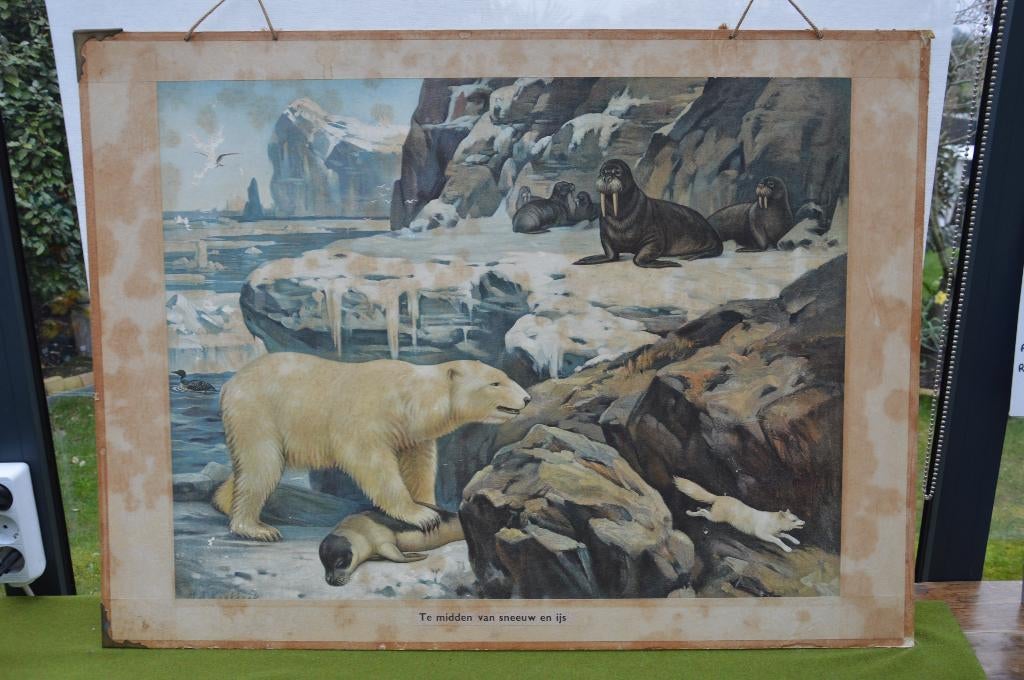 Antieke schoolplaat J.B. Wolters: ijsbeer met walrussen+boek, Antiek en Kunst, Antiek | Schoolplaten, Ophalen of Verzenden, Natuur en Biologie