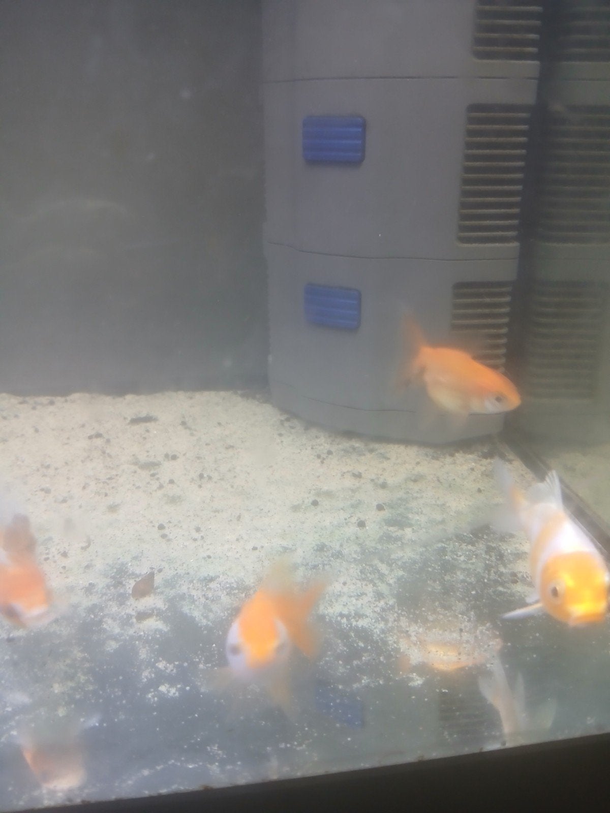 koi karpers  en sluier staarten