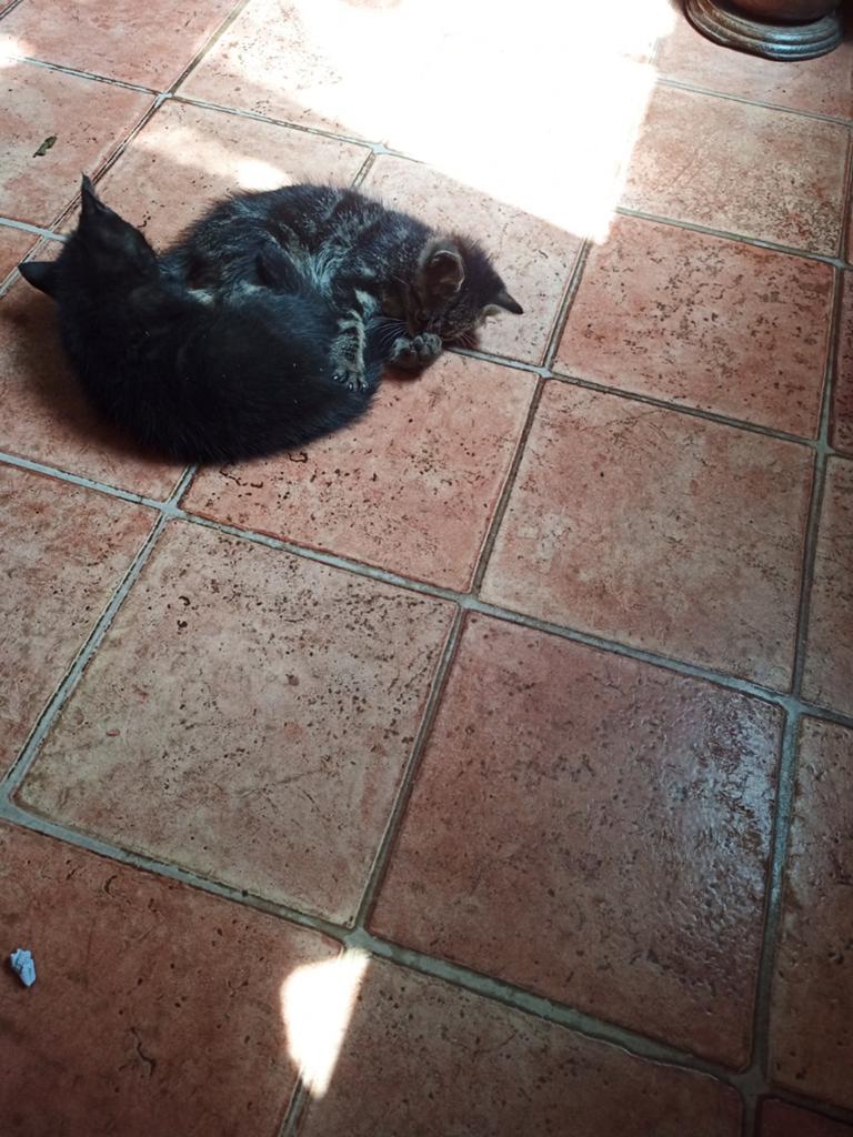 Kittens, Dieren en Toebehoren, Meerdere dieren