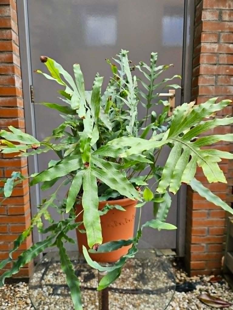 Blauwvaren 80*60 cm, Ophalen, Overige soorten, Halfschaduw, In pot