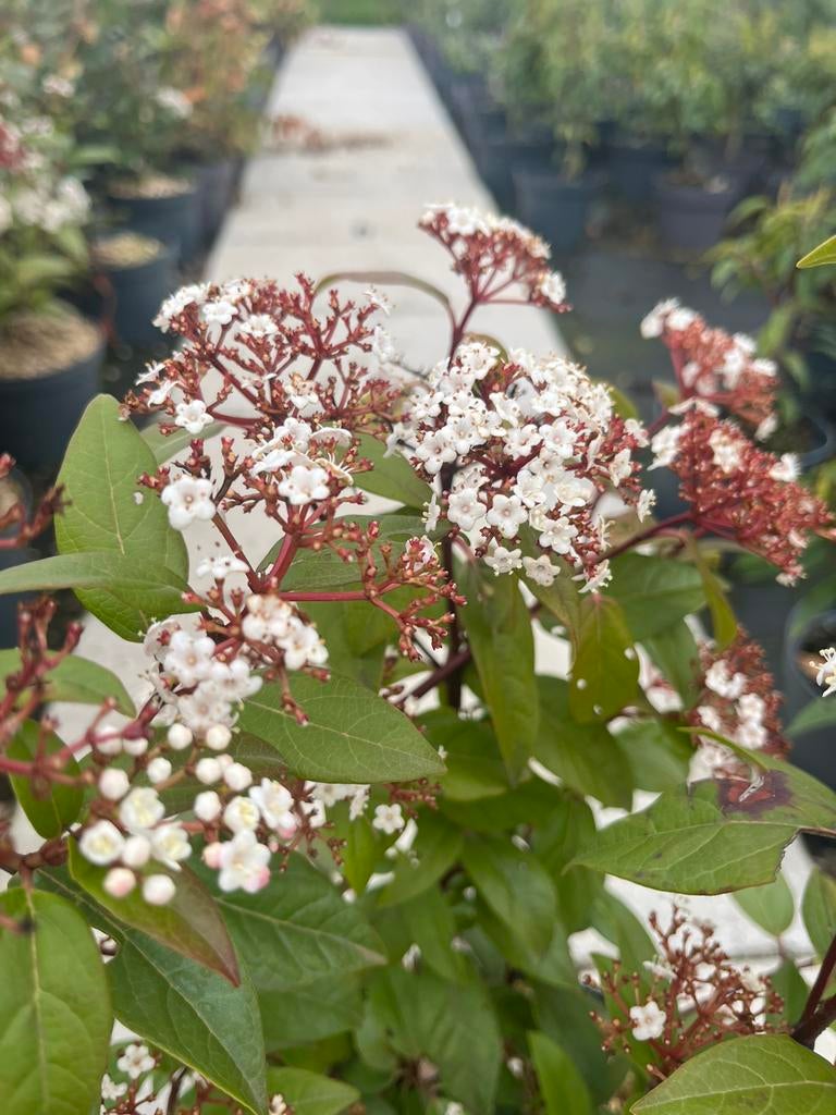 Viburnum Tinus, Ophalen, Overige soorten, Halfschaduw