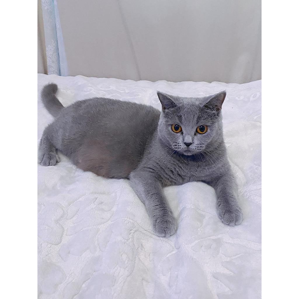 Britse korthaar poes, Poes, 6 jaar of ouder
