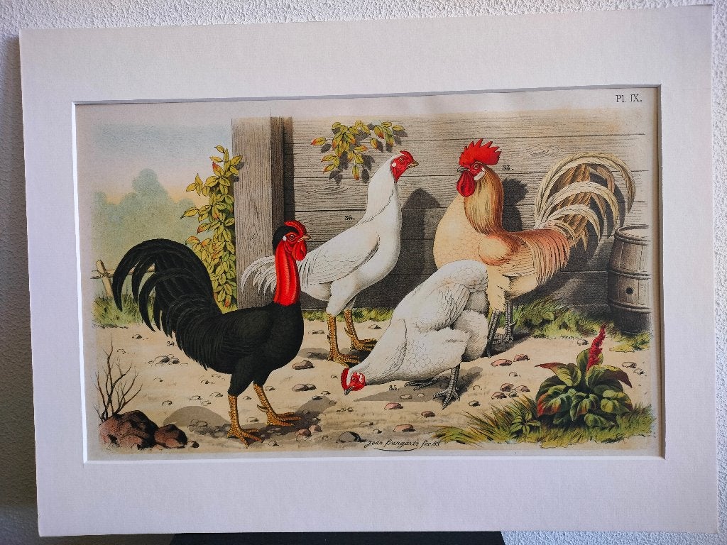 Litho Nuyens Bungartz Lubbert Pluimvee Vogels Kip Haan 1883, Ophalen of Verzenden