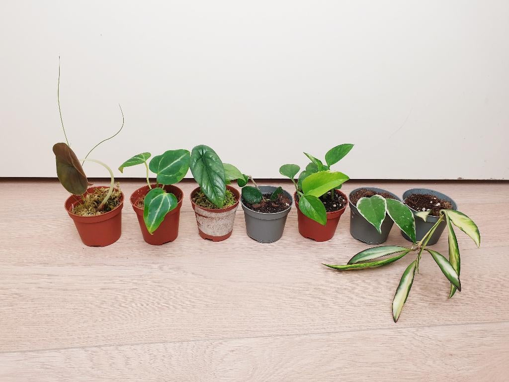Set mini kamerplantjes, hoya, alocasia, anthurium, Overige soorten, In pot, Minder dan 100 cm, Groene kamerplant