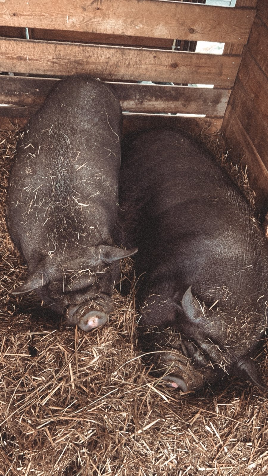 2 hangbuikzwijnen zoeken een nieuw plekje!, Dieren en Toebehoren, Schapen, Geiten en Varkens, Meerdere dieren, Varken