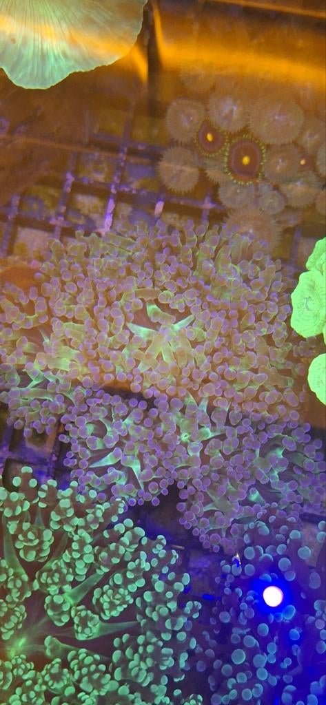 Purple tip euphyllia druif koraal, Dieren en Toebehoren, Vissen | Aquaria en Toebehoren, Ophalen, Gevuld zeewateraquarium