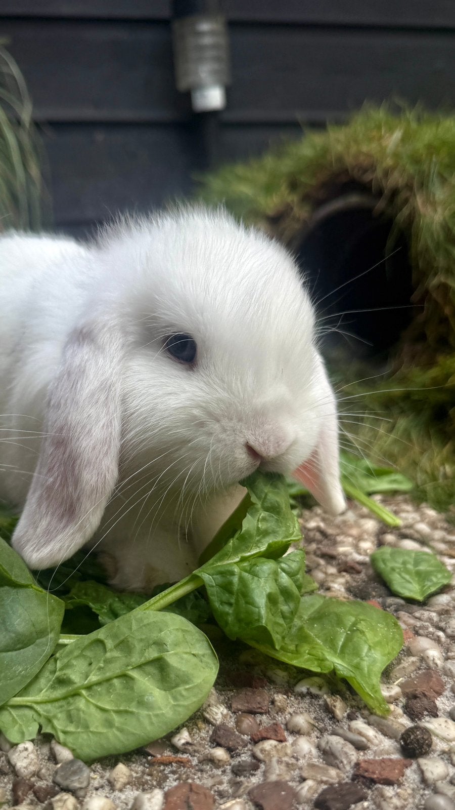 Lief aanhankelijk minilop konijn ram “Lofi” te koop., Mannelijk, Dwerg, Hangoor, 0 tot 2 jaar