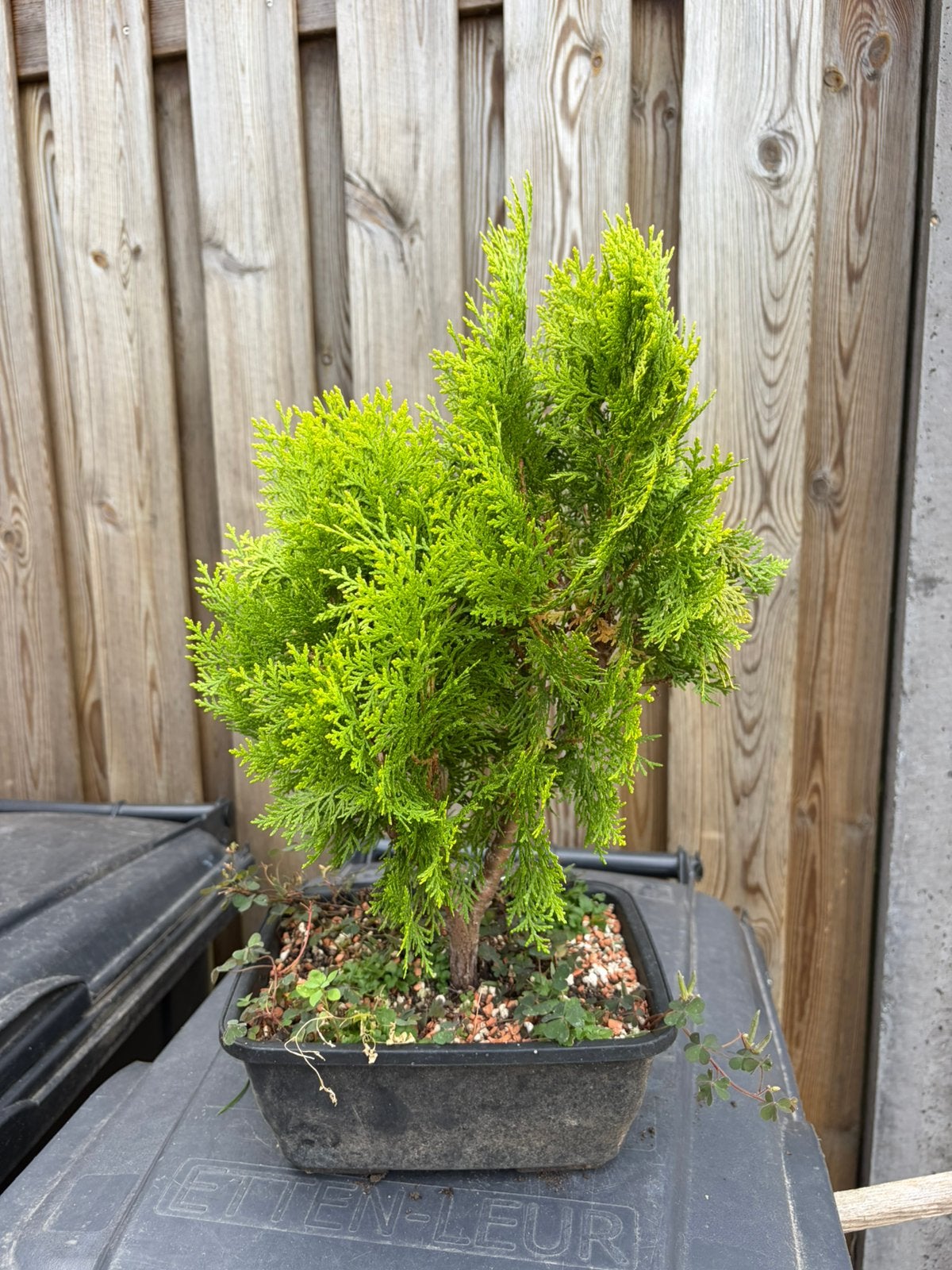 Thuja Orientalis - bonsai starter, Tuin en Terras, Planten | Bomen, Ophalen, Bloeit niet, Halfschaduw, Overige soorten