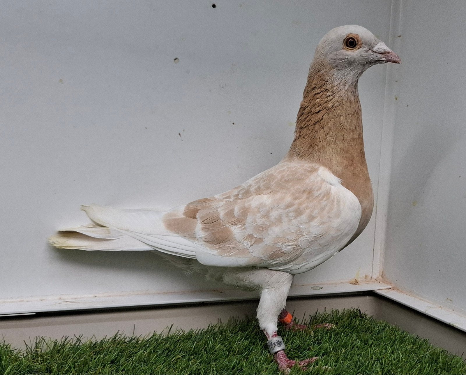 Sion (geelzilver) postduif doffer 2025 kleurpostduif duif, Dieren en Toebehoren, Vogels | Duiven, Mannelijk, Postduif