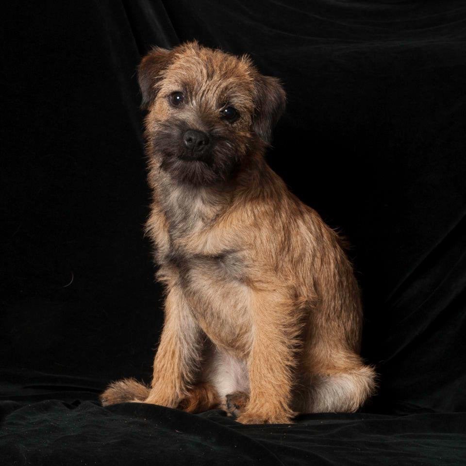 Liefdevol huis met tuin aangeboden voor kleine herplaatser!, Dieren en Toebehoren, Honden | Niet-rashonden, 1 tot 2 jaar, Teef