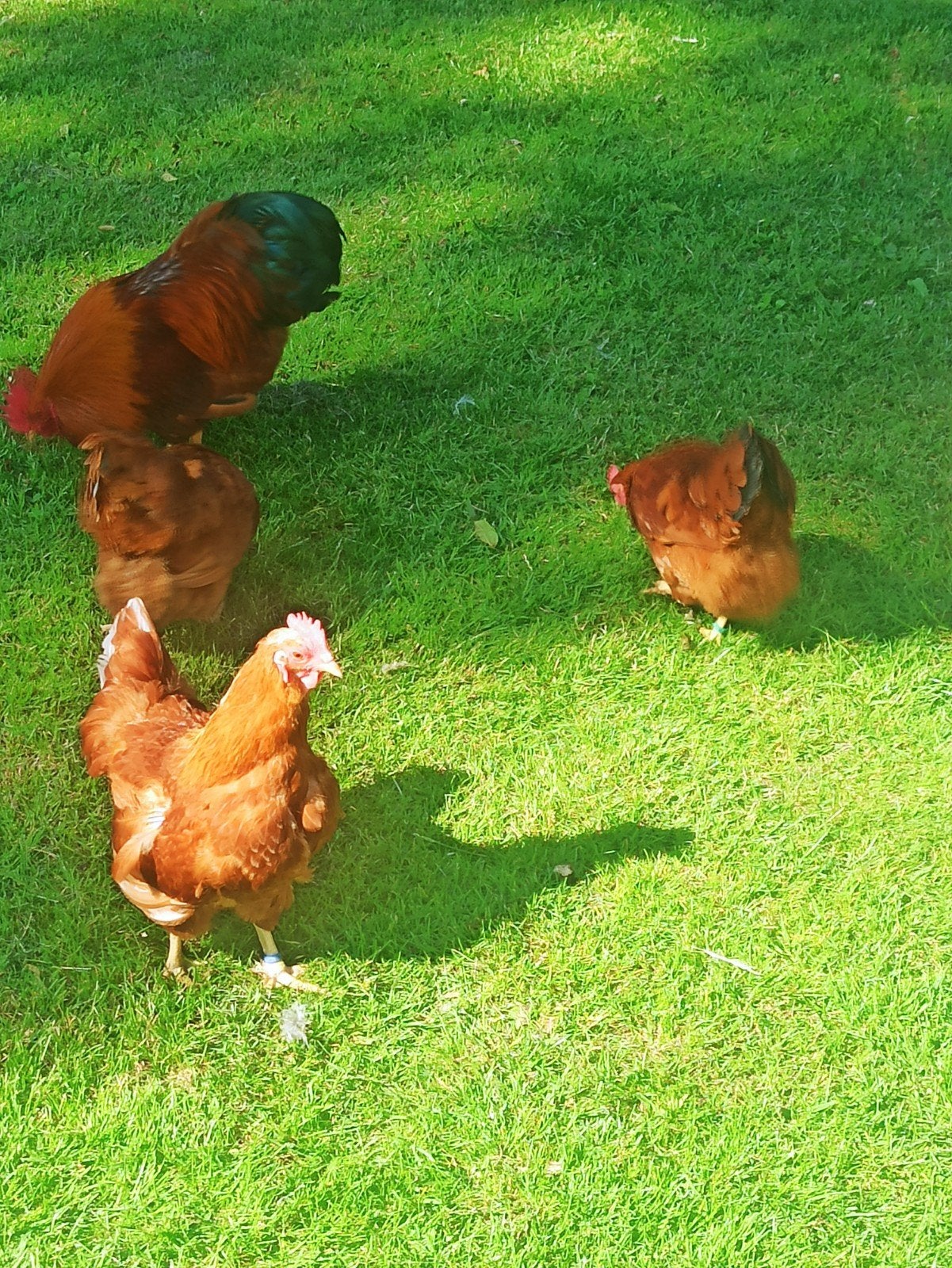 New hamshir kriel 1+4 en broedeieren, Dieren en Toebehoren, Vogels | Overige Vogels, Meerdere dieren