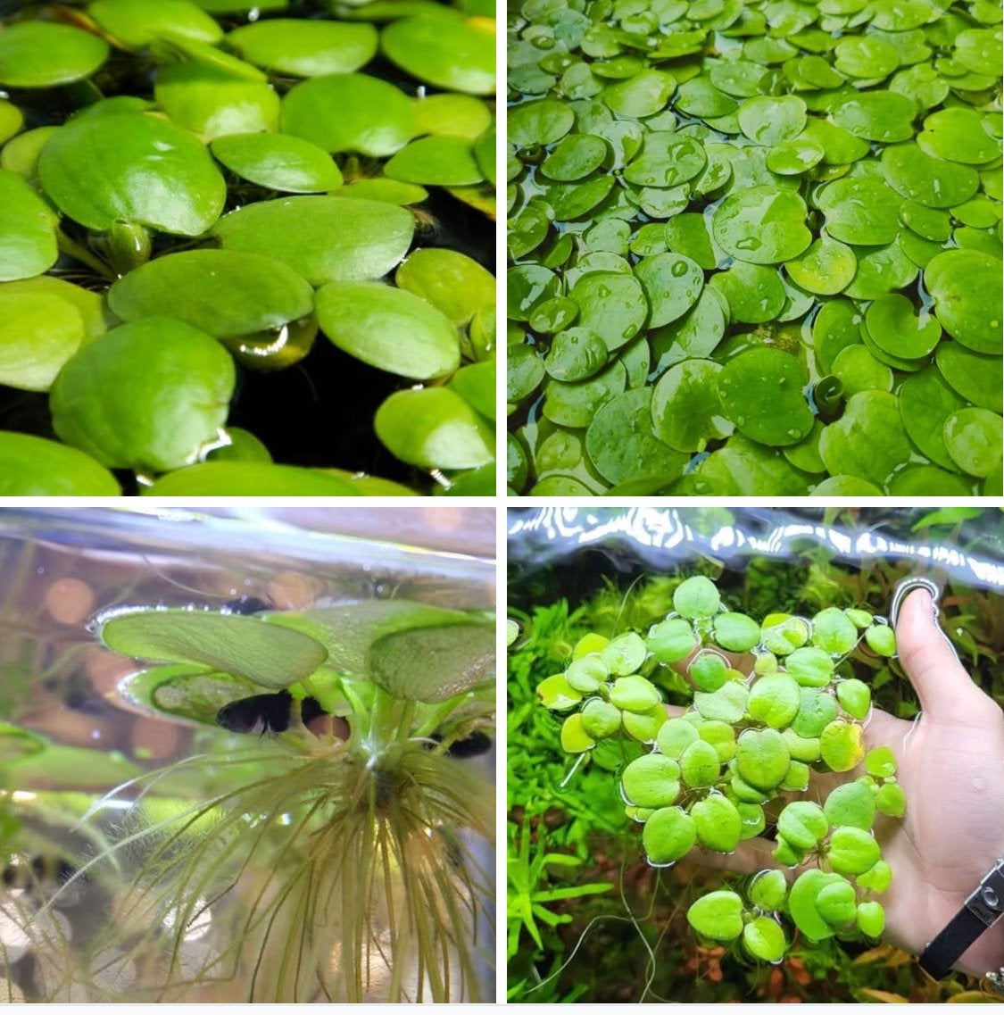 Amazone kikkerbeet - Limnobium laevigatum, Dieren en Toebehoren, Vissen | Aquaria en Toebehoren, Ophalen of Verzenden, Nieuw, Plant(en), Steen of Hout