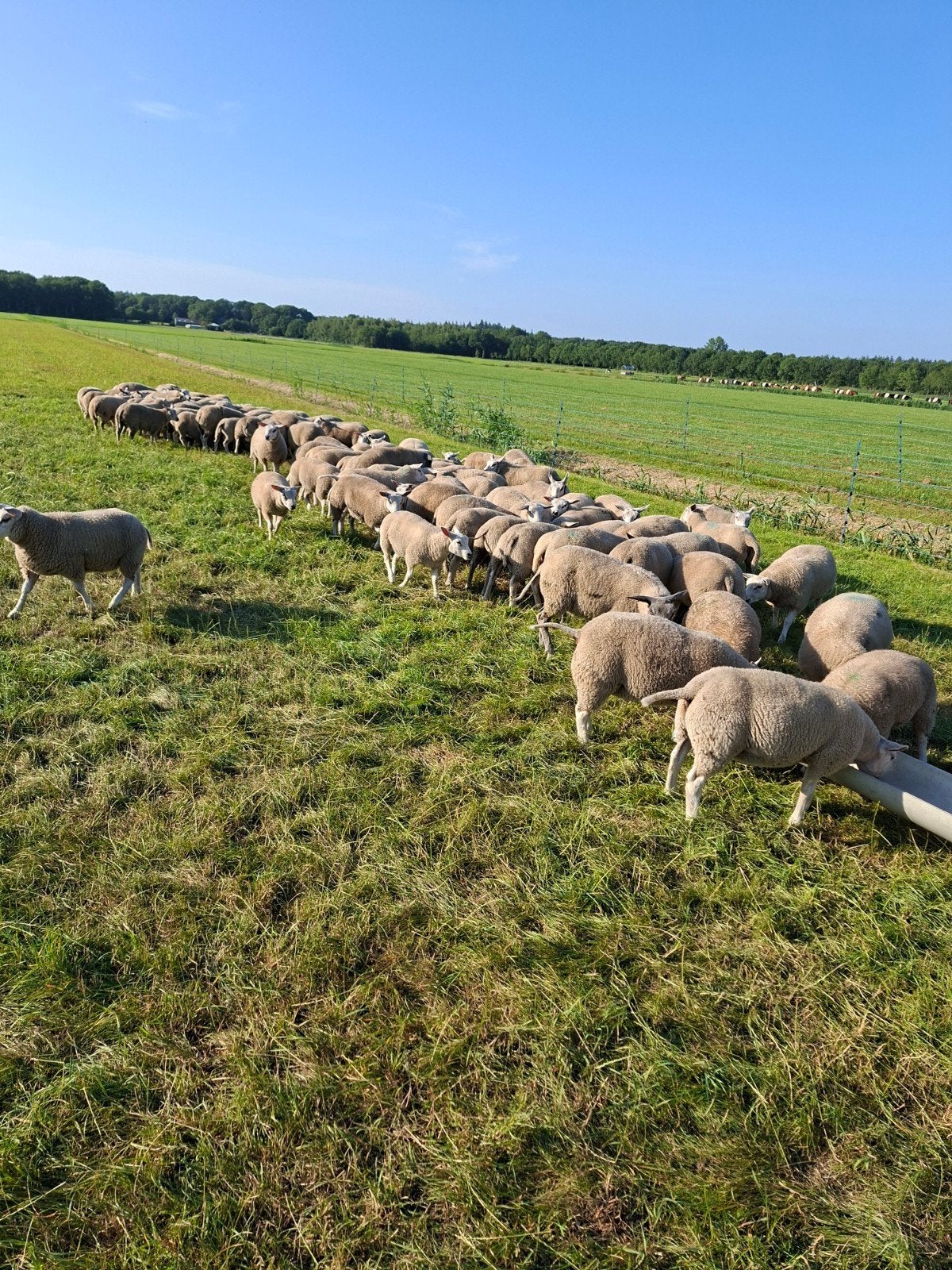 Mooie jonge dekrammen, Mannelijk, Schaap