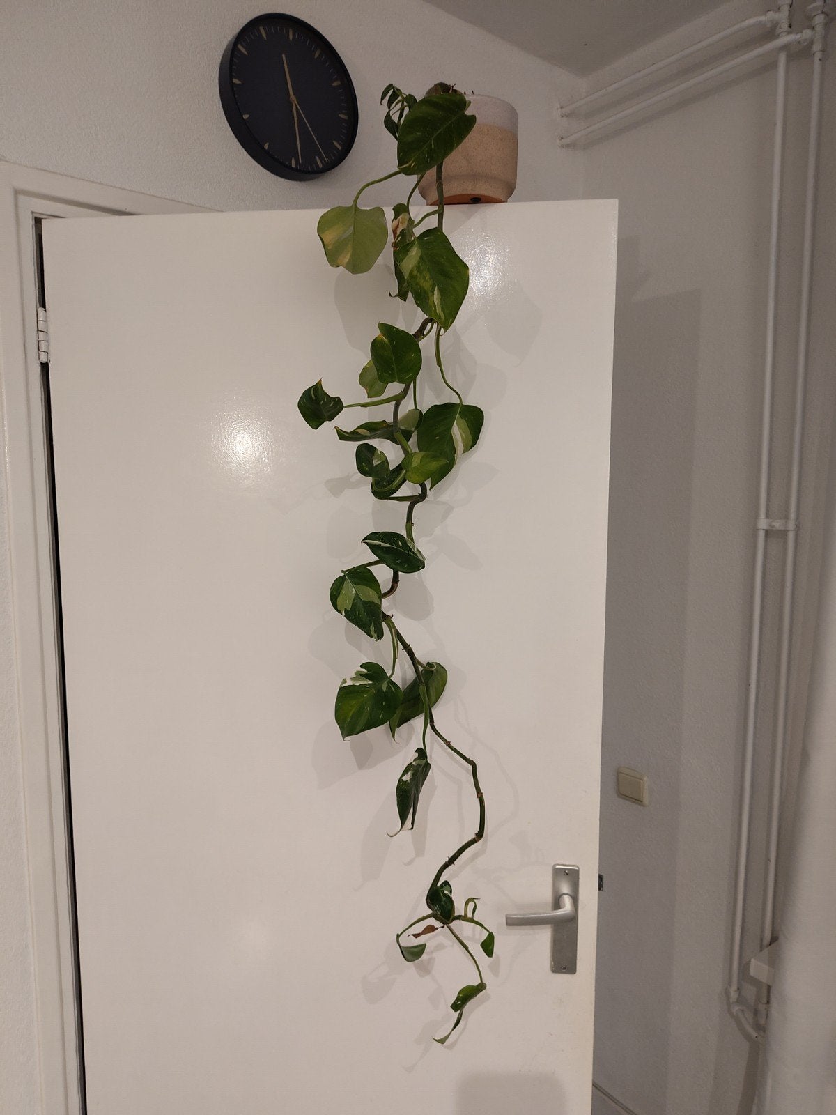 Grote Philodendron 'White princess' - zeldzaam, Huis en Inrichting, Kamerplanten, Ophalen of Verzenden