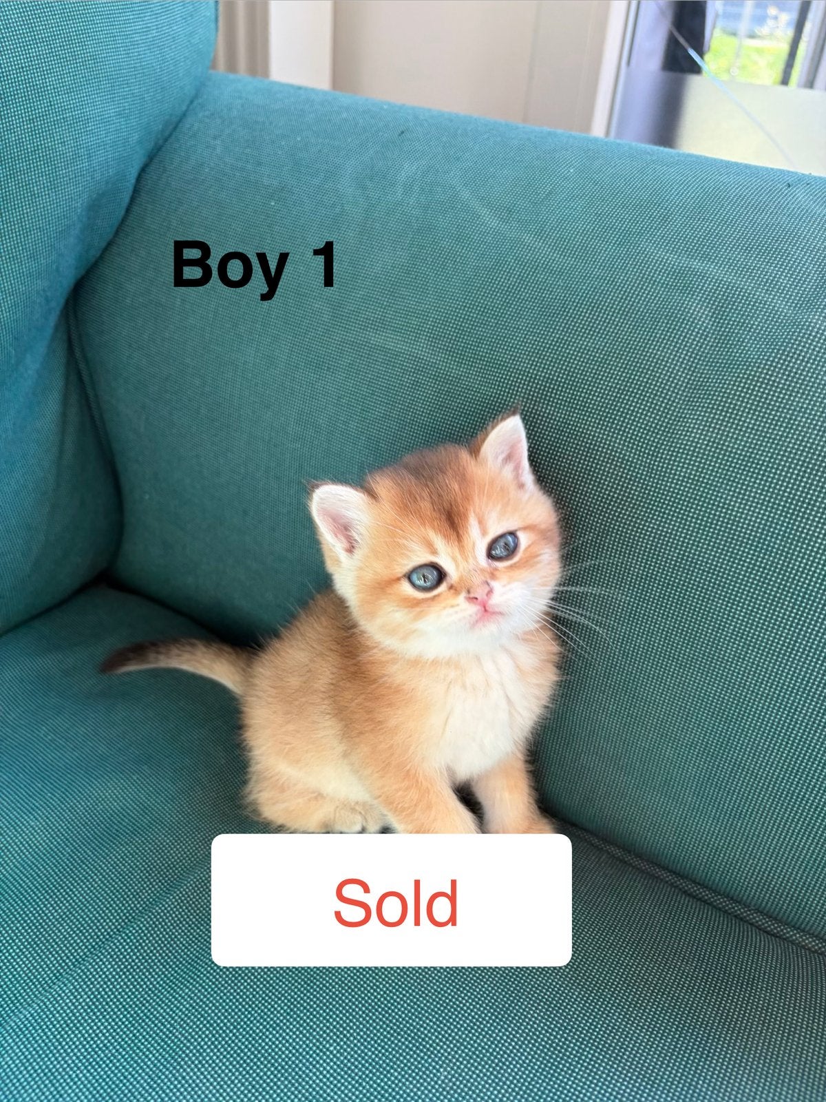 British shorthair shaded  BKH 600€, Kater