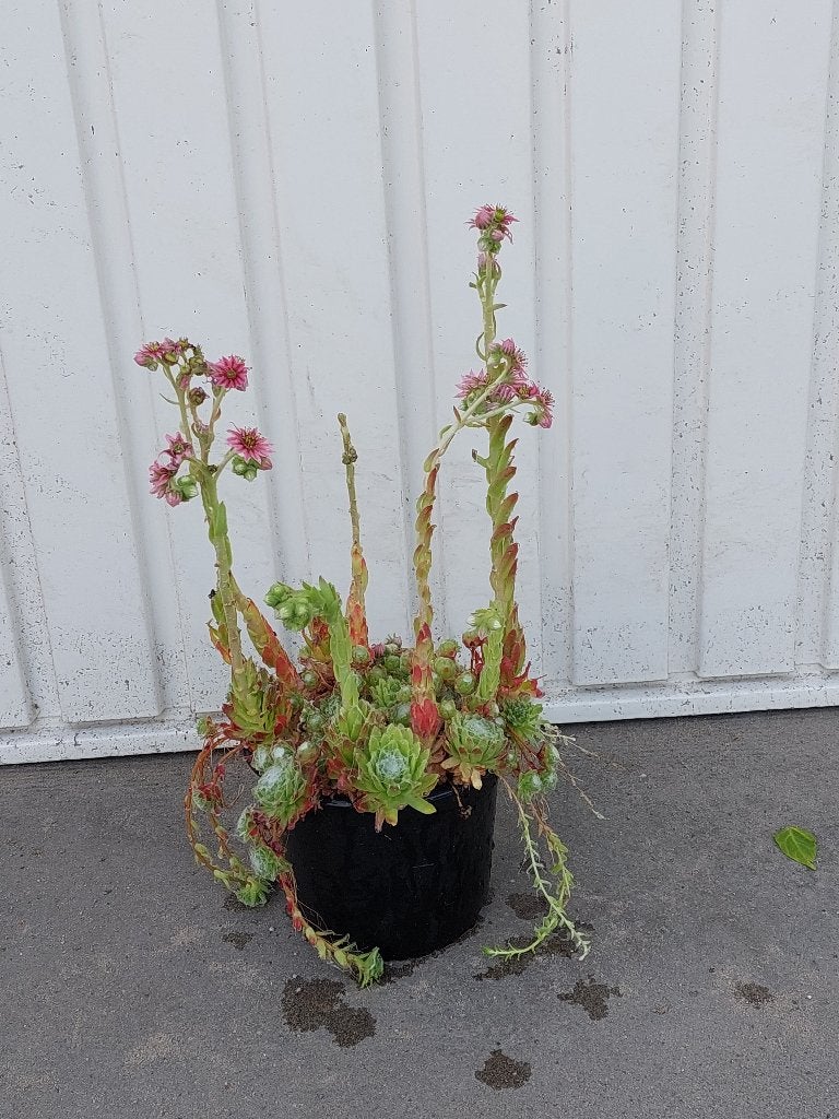 sempervivum mix (huislook, Vaste plant, Halfschaduw, Zomer, Ophalen