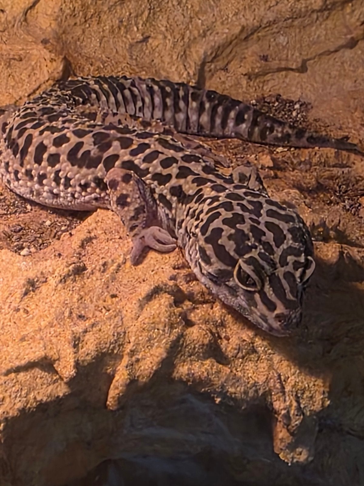 luipaard gekko Leopard Gecko - female for sale from Brenda