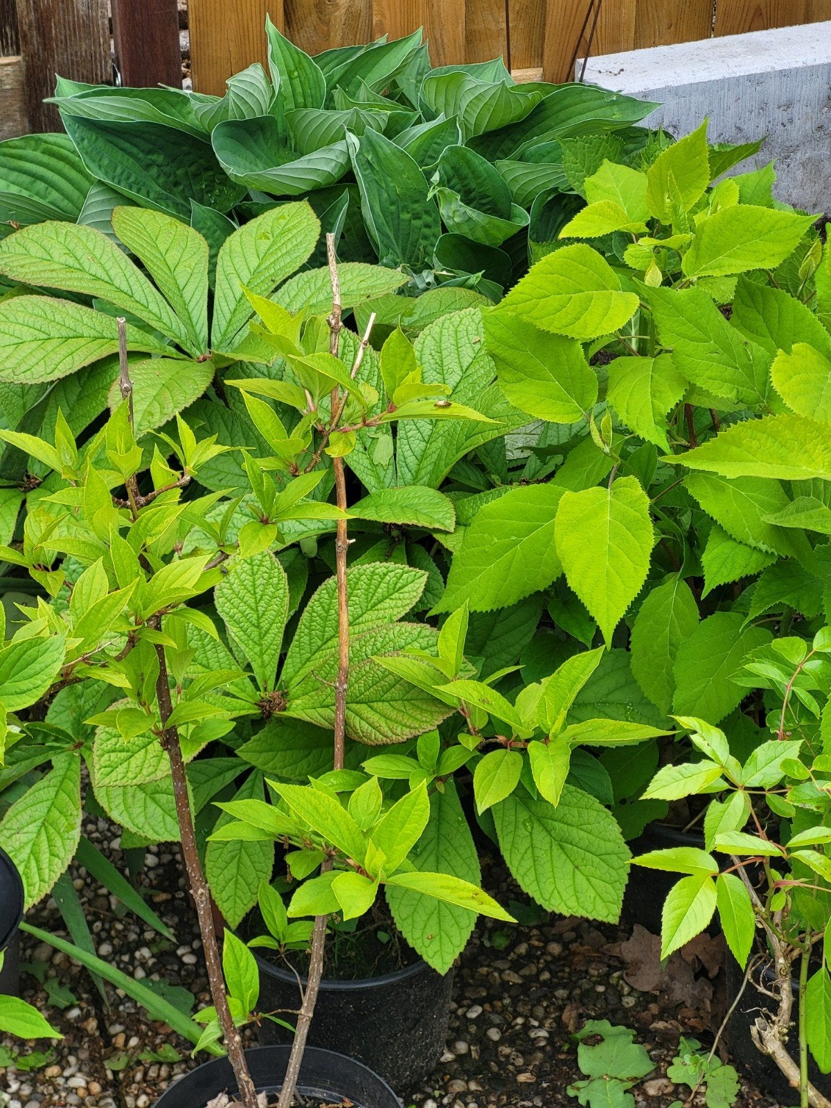 Diverse planten uit eigen tuin, Ophalen, Minder dan 100 cm, Overige soorten, Zomer