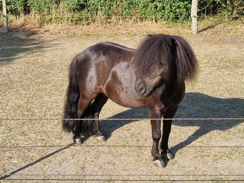 Minishetlander ruin aangeboden en minimerrie gezocht, Dieren en Toebehoren, Pony's, Met stamboom, Ruin, Niet van toepassing, A pony (tot 1.17m)