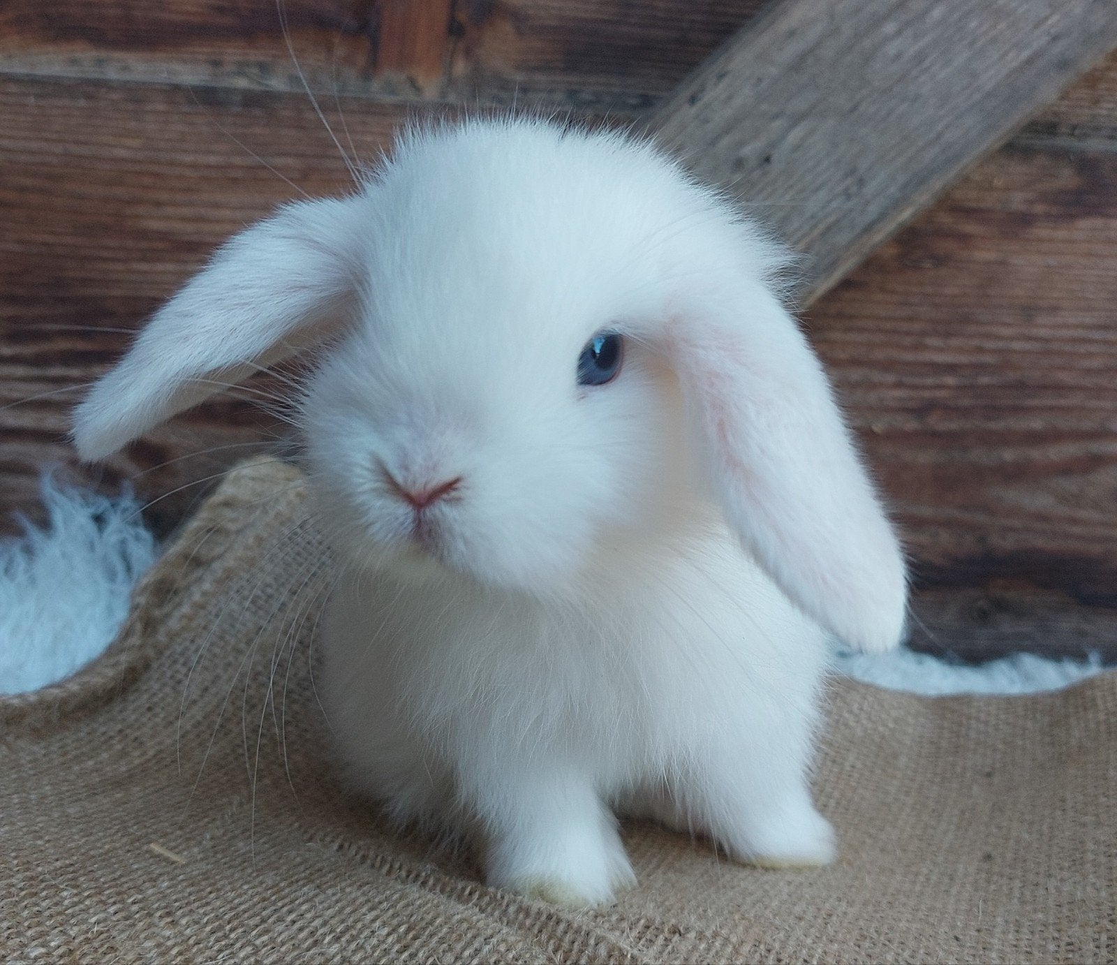 knap minilop konijntje, Dieren en Toebehoren, Konijnen, Vrouwelijk, Klein, Hangoor, 0 tot 2 jaar