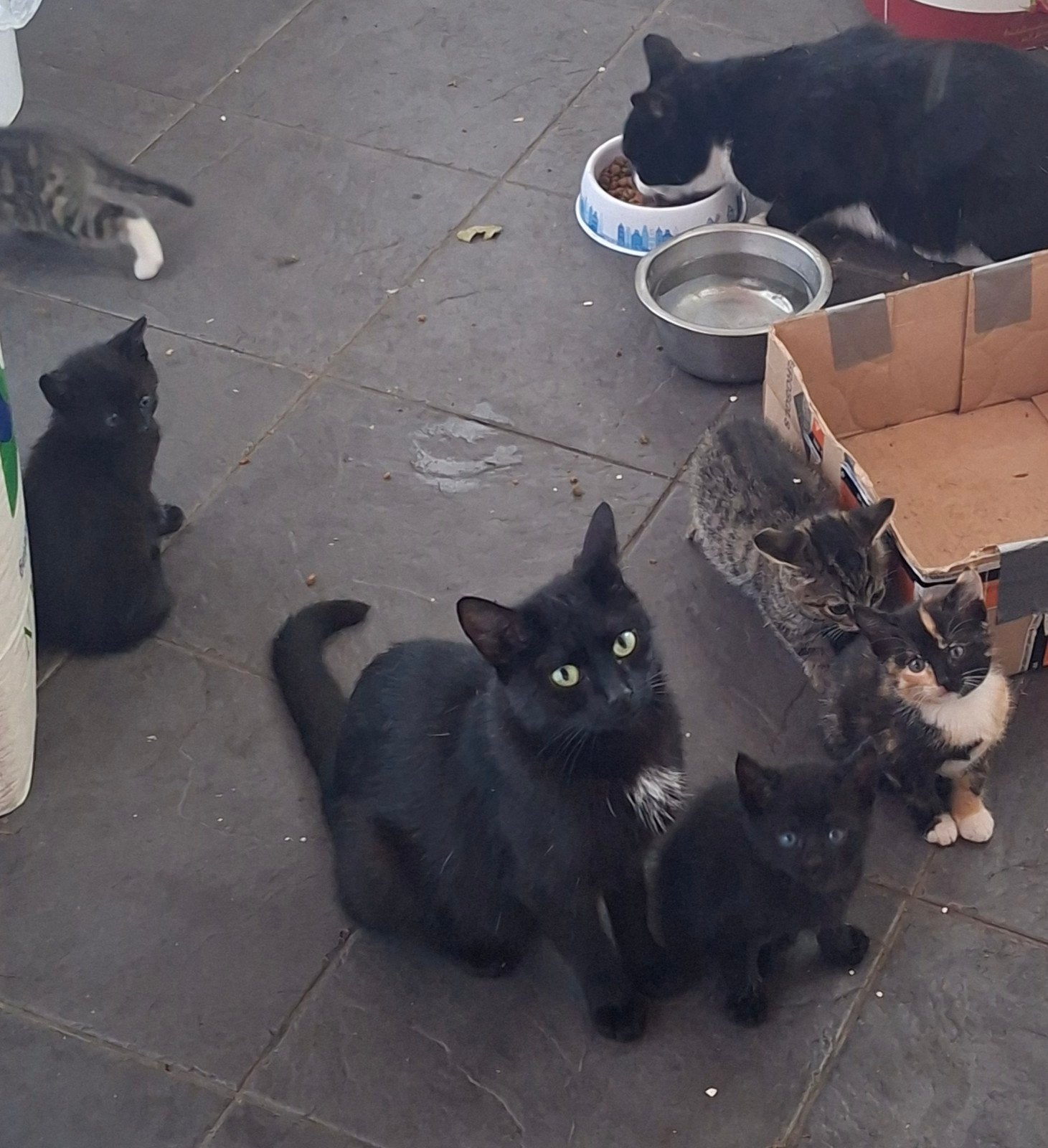 2 mooie zwarte kittens, Meerdere dieren