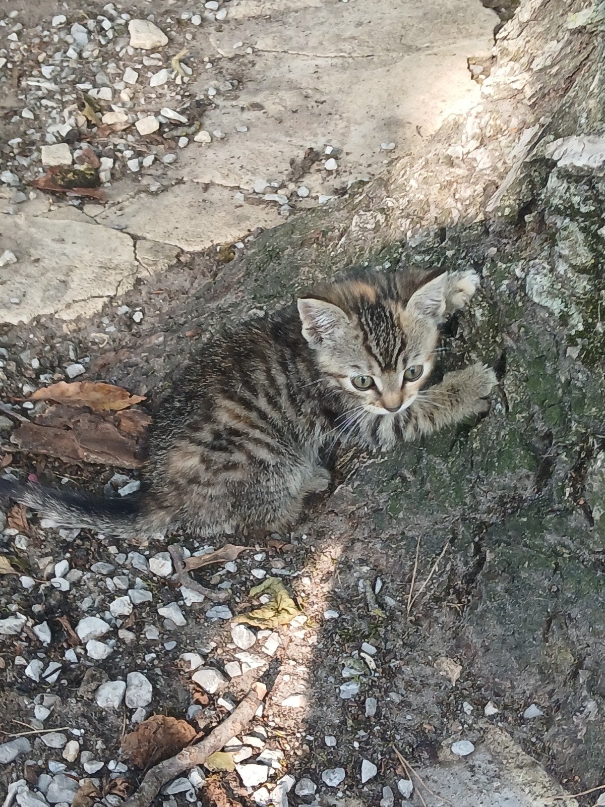 Boerderij kittens, Dieren en Toebehoren, Meerdere dieren