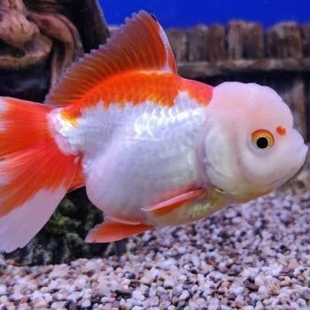 Carrasius auratus, Dieren en Toebehoren, Vissen | Aquariumvissen, Vis
