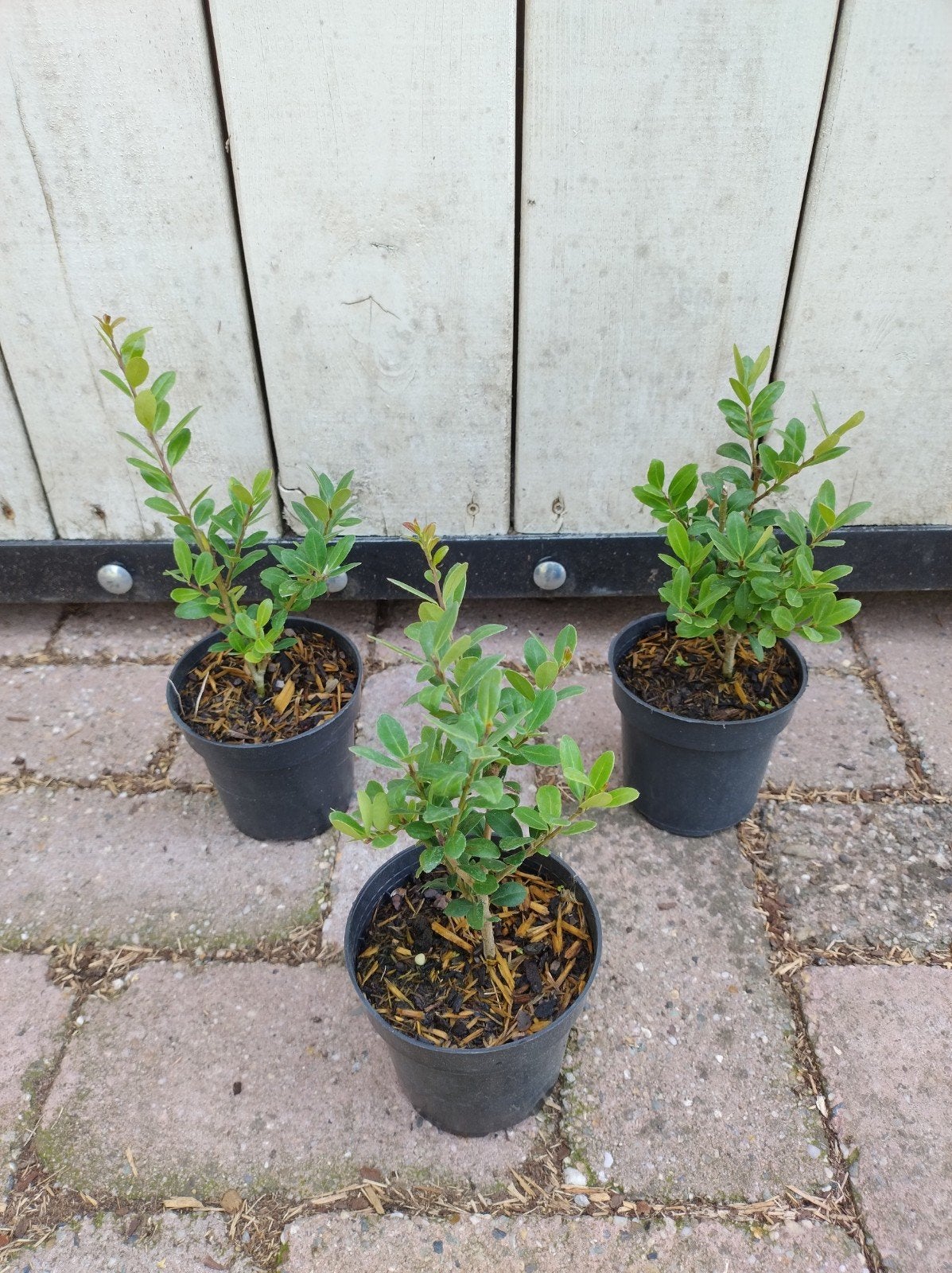 Ilex crenata Caroline upright. buxusvervanger, P9 plantgoed, Bodembedekkers, Vaste plant, Ophalen of Verzenden, Bloeit niet