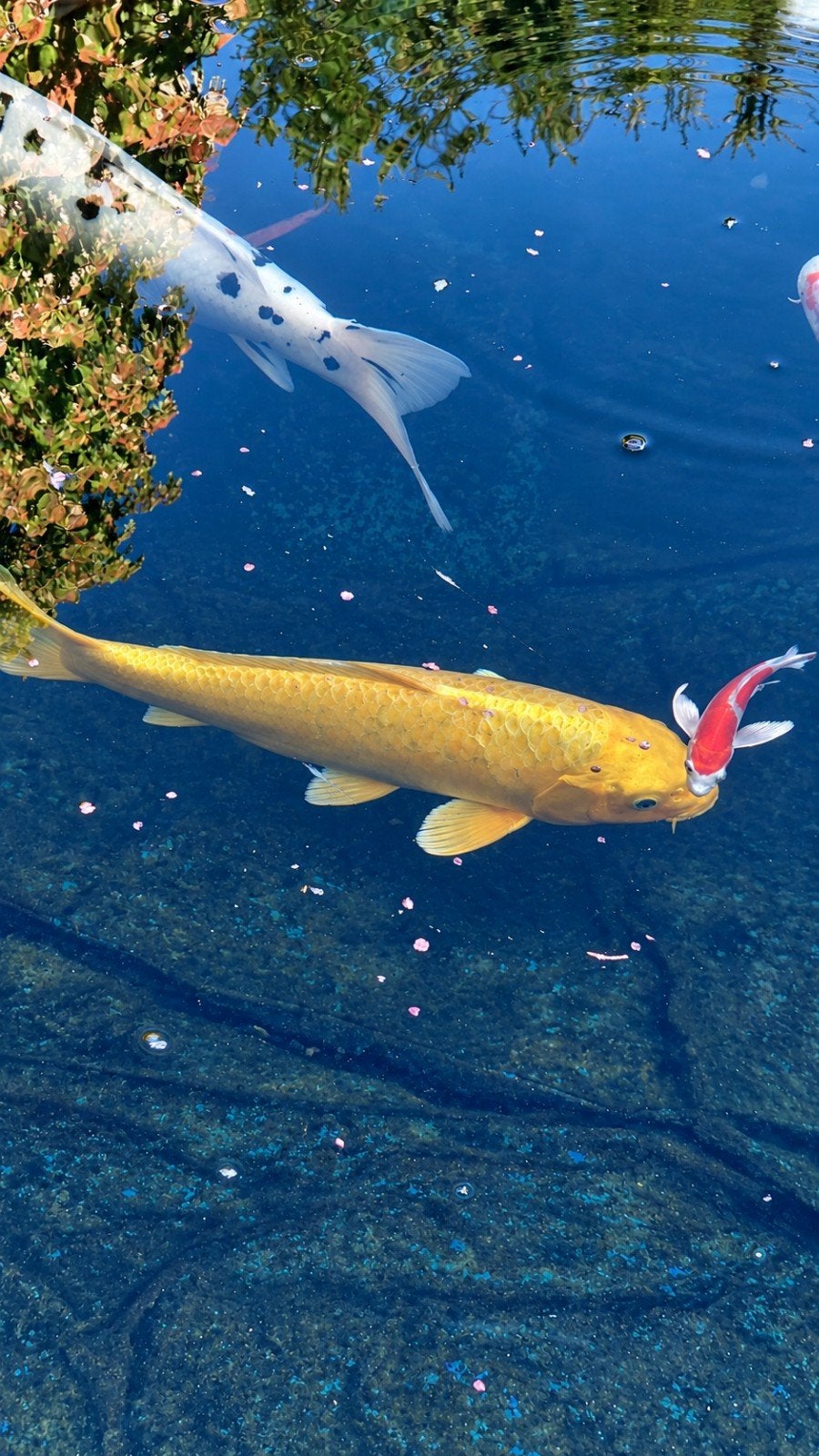 Diverse koi tekoop, Karper of Koi