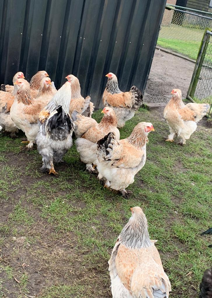 Broedeieren Brahma Zalm - vanaf 30 stuks 1.50 per ei, Dieren en Toebehoren, Pluimvee, Geslacht onbekend, Kip