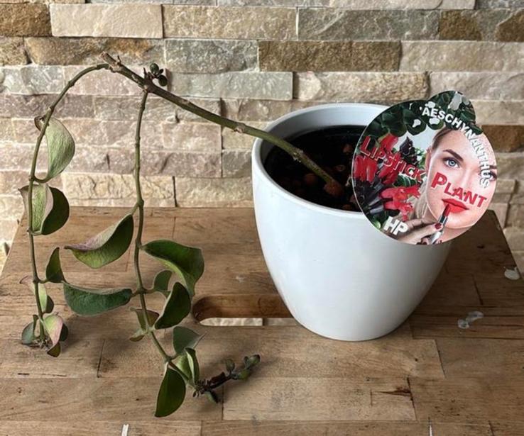 Lipstick plant in pot, Overige soorten, In pot, Minder dan 100 cm, Bloeiende kamerplant