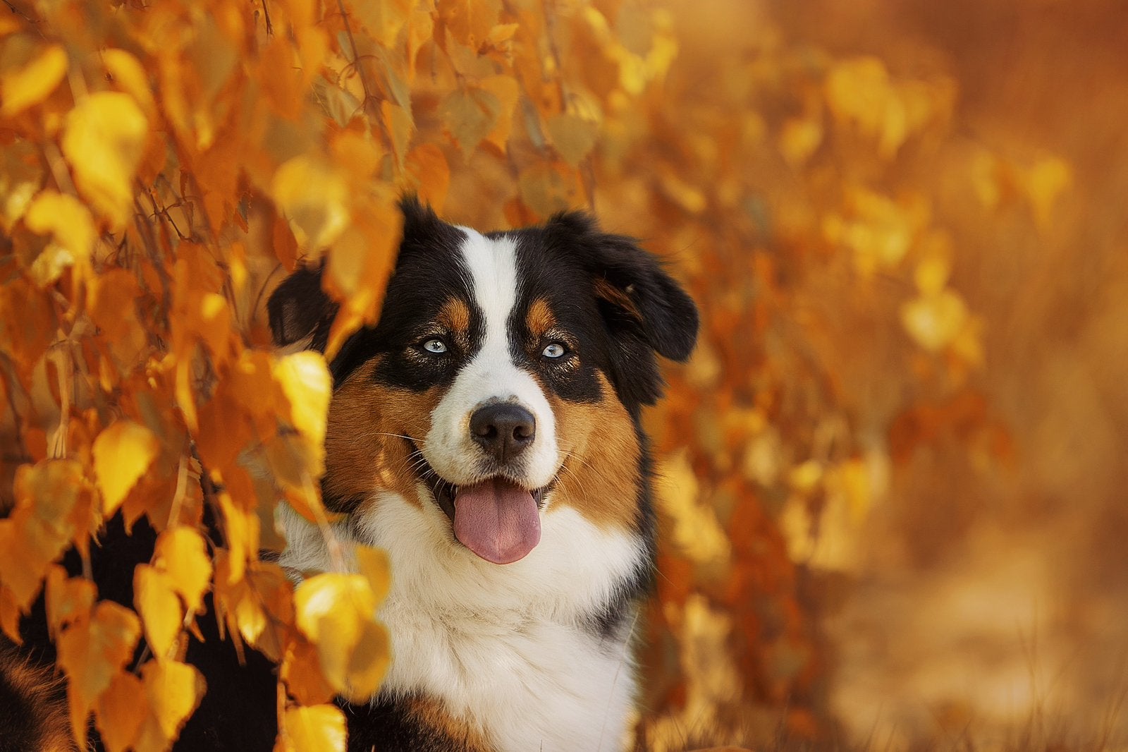 Geteste Australian Shepherd met blauwe ogen, Dieren en Toebehoren, Parvo, Reu, Eén hond, 3 tot 5 jaar