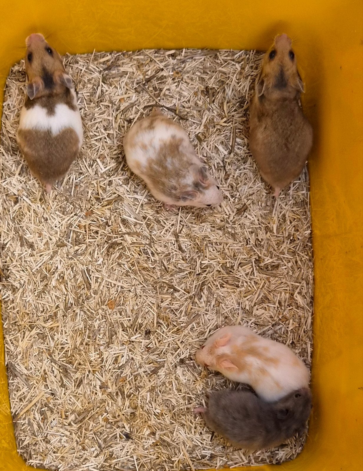 Syrische hamsters (goudhamsters) jong verschillende kleuren, Hamster, Augustus, Meerdere dieren, Tam