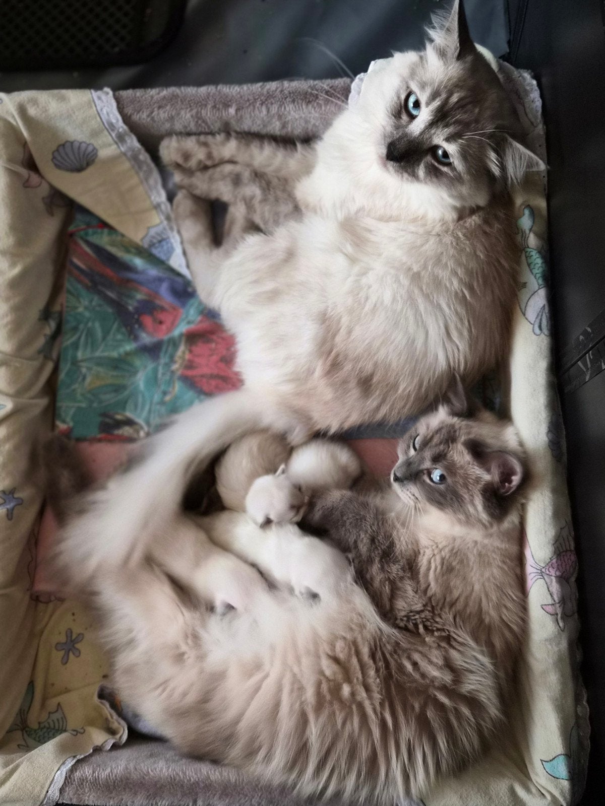 Raszuivere Ragdoll kittens, Dieren en Toebehoren, Meerdere dieren, Gechipt, 0 tot 2 jaar