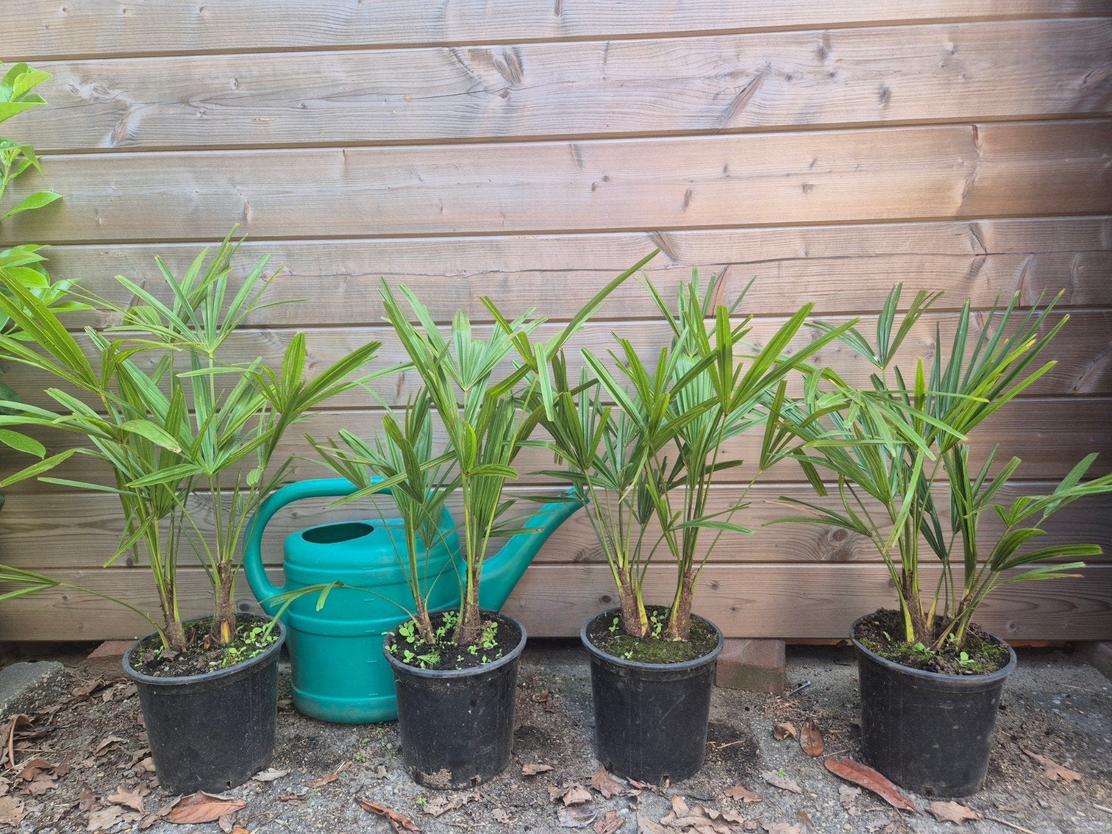 🌴😎 4stuks Palmboom dubbel stam palm Trachycarpus Fortunei, Lente, Minder dan 100 cm, Palmboom, Ophalen