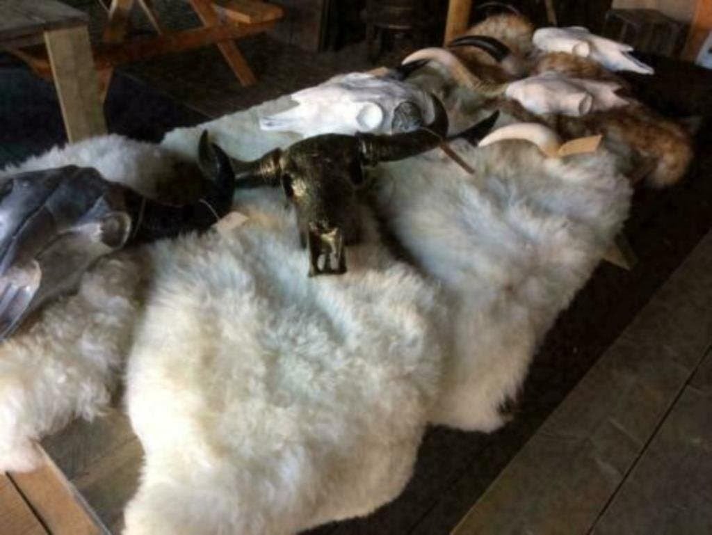 Foto 4 van Buffelschedels , Skulls , Longhorn , hoorns , bison schedels