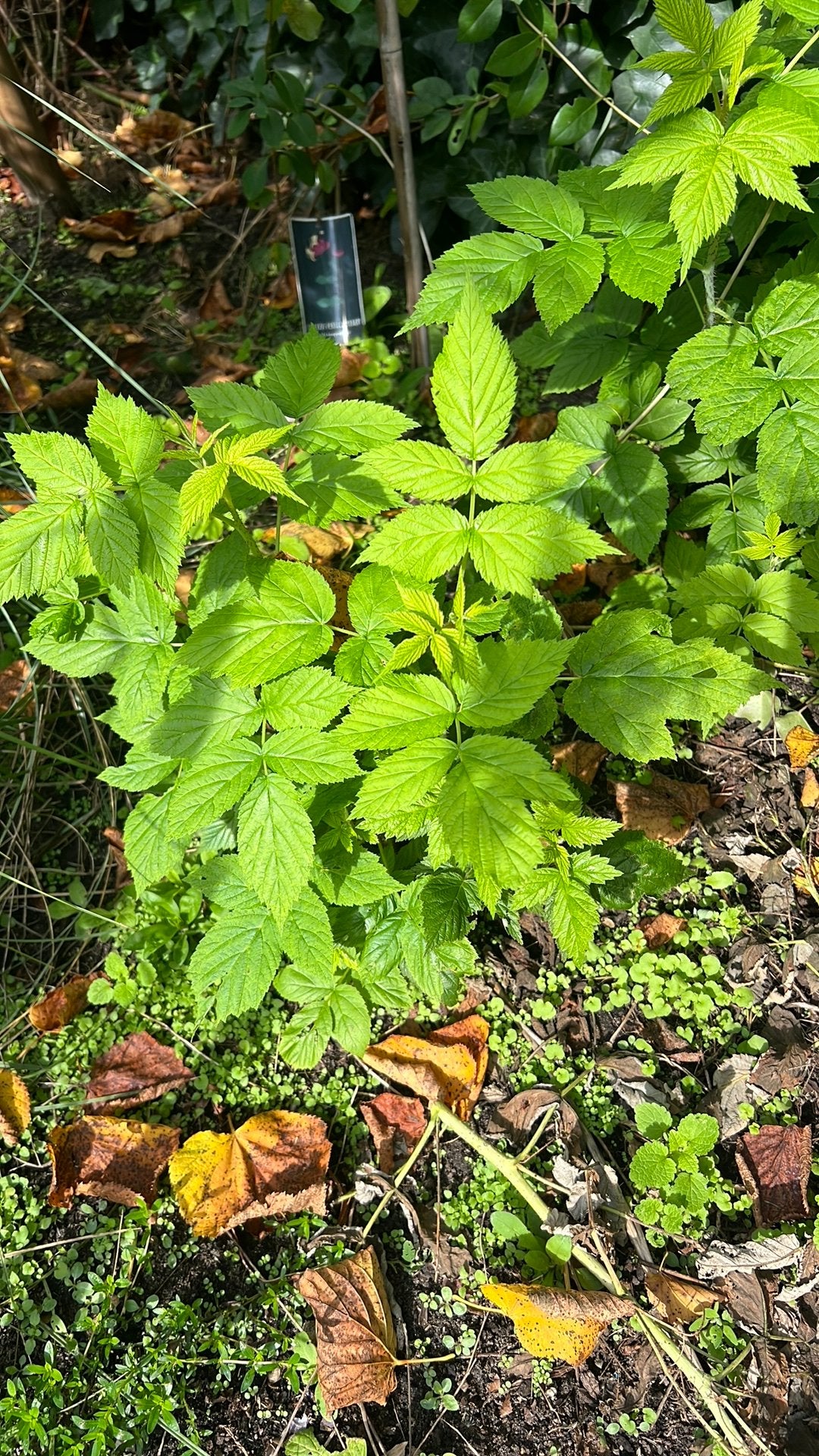 Herfstframboos plant, Tuin en Terras, Ophalen, Overige soorten, Volle zon