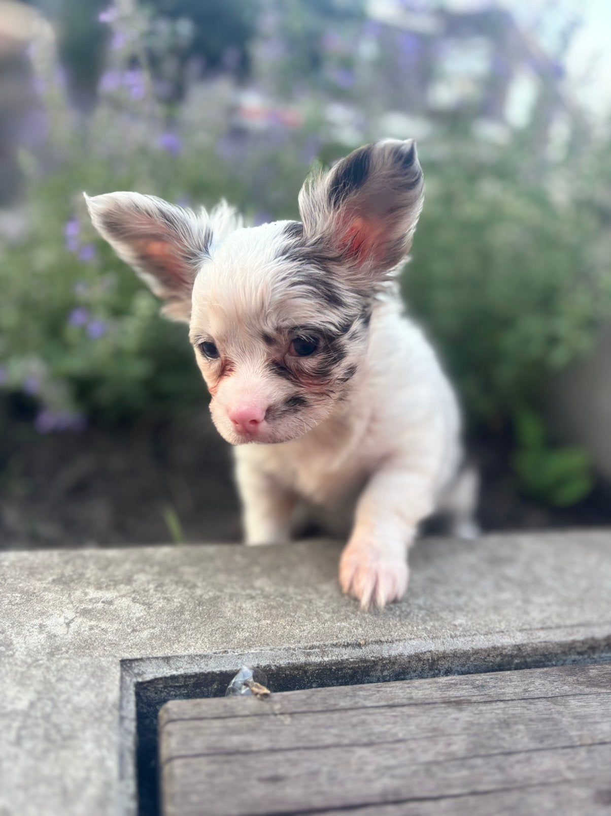 Lieve pups te koop vlinderhond x chihuahua, 8 tot 15 weken, Meerdere, Meerdere dieren, Klein